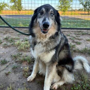 Contessa JuM -  Great Pyrenees and Husky Dog for Adoption in Austin, Texas - Contessa JuM | PetCurious