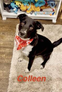 Colleen -  Border Collie Dog for Adoption in Manchester, Connecticut - Colleen | PetCurious