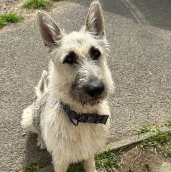 Gigi: Adopt or Forever Foster -  German Shepherd Dog and Giant Schnauzer Dog for Adoption in Rochester, New York - Gigi: Adopt Or Forever Foster | PetCurious