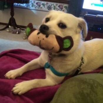 Millie -  Mixed Breed Dog for Adoption in Corvallis, Oregon - Millie | PetCurious