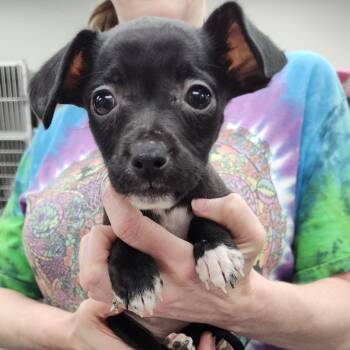 Marcie -  Mixed Breed Dog for Adoption in Fredericksburg, Virginia - Marcie | PetCurious
