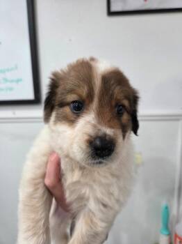 Manchester Terrier Dogs Available for Adoption in Brookings, Oregon - May | PetCurious