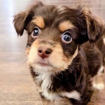 Cockapoo Dogs Available for Adoption in Warrior, Alabama - Andi | PetCurious