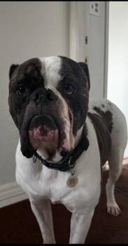 NINER -  American Bulldog Dog for Adoption in Camarillo, California - NINER | PetCurious