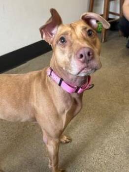 Sheena -  Pit Bull Terrier Dog for Adoption in Cleveland, Ohio - Sheena | PetCurious