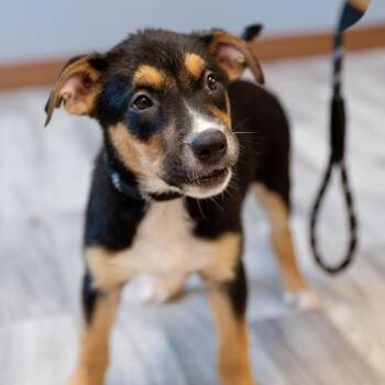 Kirbie -  Labrador Retriever and Mixed Breed Dog for Adoption in Brainerd, Minnesota - Kirbie | PetCurious