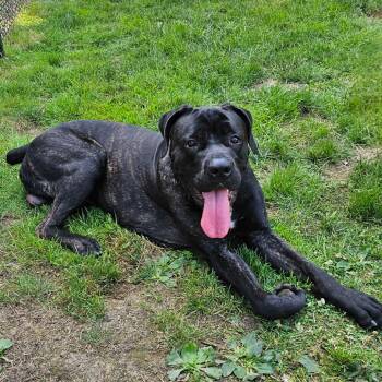 Rescue Cane Corso Dogs for Adoption in Manchester, Pennsylvania - Eros | PetCurious