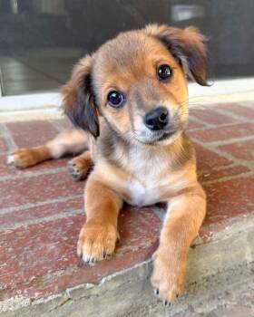 Chihuahua and Spaniel Dogs Available for Adoption in Corona, California - Garth | PetCurious