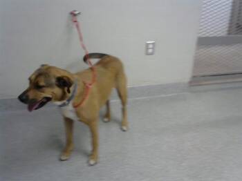 Staffordshire Bull Terrier and Mixed Breed Dogs Available for Adoption in Pasadena, Texas - A184911 | PetCurious
