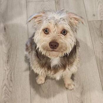 Apollo (Dallas) -  Terrier Dog for Adoption in Houston, Texas - Apollo (Dallas) | PetCurious