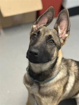 Kimberly -  Mixed Breed Dog for Adoption in West Chester, Pennsylvania - Kimberly | PetCurious