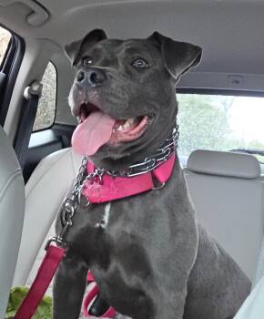 Diamond -  Pit Bull Terrier Dog for Adoption in Lambertville, New Jersey - Diamond | PetCurious