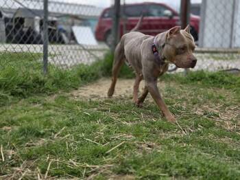 Barb -  Pit Bull Terrier Dog for Adoption in Evansville, Indiana - Barb | PetCurious
