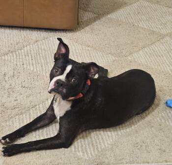 Rescue Boston Terrier Dogs for Adoption in Van Vleck, Texas - TANK | PetCurious