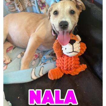 Nala -  American Staffordshire Terrier and Labrador Retriever Dog for Adoption in Hampton, Virginia - Nala | PetCurious
