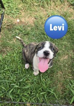Levi (