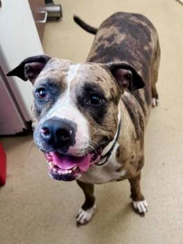 CHAMPAGNE -  American Bulldog and Mixed Breed Dog for Adoption in Derwood, Maryland - CHAMPAGNE | PetCurious