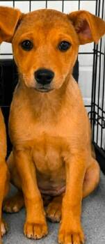 Taxie Vasion -  Shepherd Dog for Adoption in El Dorado, Arkansas - Taxie Vasion | PetCurious