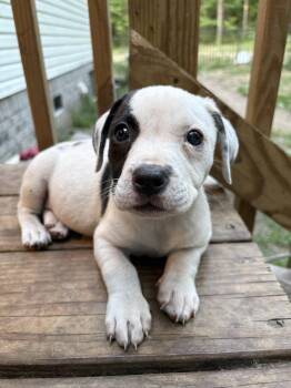 Roly Poly -  Mixed Breed Dog for Adoption in Mount Pleasant, South Carolina - Roly Poly | PetCurious
