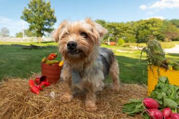 Wren -  Yorkshire Terrier Dog for Adoption in Kettering, Ohio - Wren | PetCurious