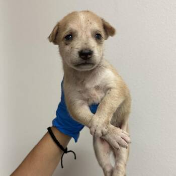 Eliza E2 -  Husky and Mixed Breed Dog for Adoption in Edinburg, Texas - Eliza E2 | PetCurious