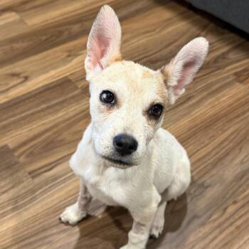 Apex 53973 -  Cattle Dog and Mixed Breed Dog for Adoption in Las Vegas, Nevada - Apex 53973 | PetCurious