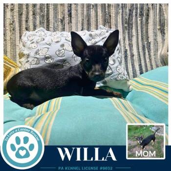 Willa (Scooters Skittles) 100326 -  Chihuahua and Dachshund Dog for Adoption in Kimberton, Pennsylvania - Willa (Scooters Skittles) 100326 | PetCurious