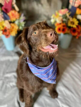 Rescue Labrador Retriever Dogs for Adoption in Chattanooga, Tennessee - Louie | PetCurious