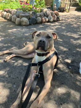 Rescue Pit Bull Terrier and American Bulldog Dogs for Adoption - Tip | PetCurious