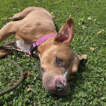 Shiloh -  Pit Bull Terrier Dog for Adoption in Union City, Pennsylvania - Shiloh | PetCurious