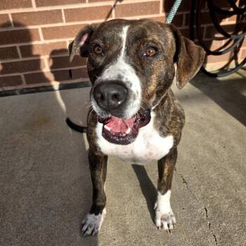 Terrier Dogs Available for Adoption in Angleton, Texas - Daisy | PetCurious
