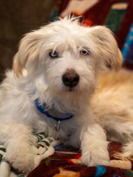 Pinky -  Australian Shepherd and Poodle Dog for Adoption in Lakeport, California - Pinky | PetCurious