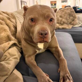 Luna number 2 -  American Staffordshire Terrier Dog for Adoption in Williston, Vermont - Luna Number 2 | PetCurious