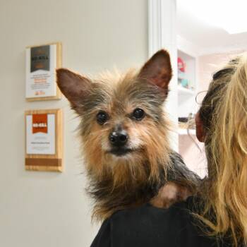 Chewy -  Yorkshire Terrier and Terrier Dog for Adoption in Fairhope, Alabama - Chewy | PetCurious