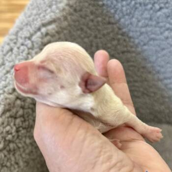 Cinnamon -  Chihuahua Dog for Adoption in Austell, Georgia - Cinnamon | PetCurious