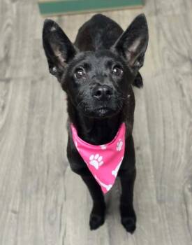 Border Collie Dogs Available for Adoption in Sedalia, Colorado - Dawn | PetCurious