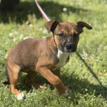 Labrador Retriever Dogs Available for Adoption in Locust Fork, Alabama - Snickers | PetCurious