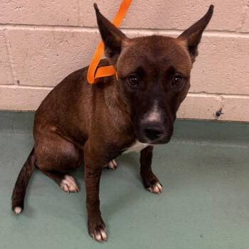 Jolie -  Mixed Breed Dog for Adoption in Memphis, Tennessee - Jolie | PetCurious
