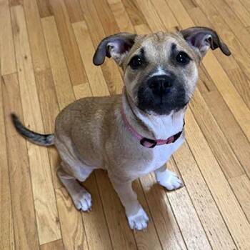 Rescue Mixed Breed Dogs for Adoption in Lake Wylie, South Carolina - PopTart | PetCurious