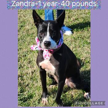 Terrier Dogs Available for Adoption - Zandra | PetCurious