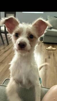 Canelo -  Wire Fox Terrier and Chihuahua Dog for Adoption in Columbia, Tennessee - Canelo | PetCurious