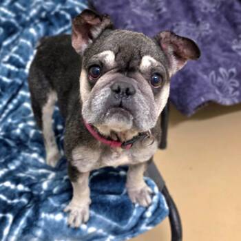 French Bulldog Dogs Available for Adoption in Chino Hills, California - Frankie (C000-593) - Chino Hills Location | PetCurious