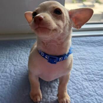 Waffle -  Chihuahua Dog for Adoption in Portland, Oregon - Waffle | PetCurious