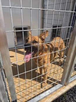 Rachel -  Shepherd Dog for Adoption in Cleveland, Tennessee - Rachel | PetCurious