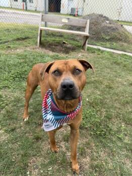 Pit Bull Terrier Dogs Available for Adoption in Eagle, Idaho - Jett *Courtesy Post. Out Of Town Pet. See Below For Details* | PetCurious