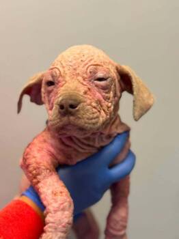 Pit Bull Terrier Dogs Available for Adoption in New York, New York - Dash (GA) | PetCurious