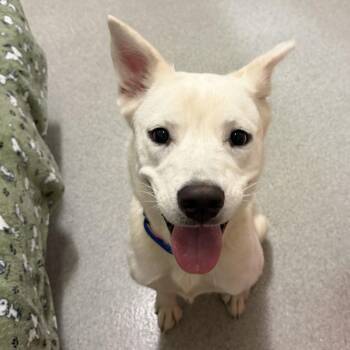 Bridget -  Labrador Retriever and Siberian Husky Dog for Adoption in Chicago, Illinois - Bridget | PetCurious