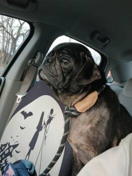 Pug Dogs Available for Adoption in Ceres, Virginia - Milo | PetCurious