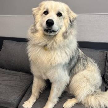 Oliver -  Mixed Breed Dog for Adoption in Lansing, Michigan - Oliver | PetCurious