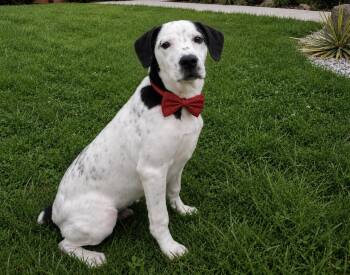 Milo- I want to be your new best friend -  Boxer Dog for Adoption in Conway, South Carolina - Milo- I Want To Be Your New Best Friend | PetCurious